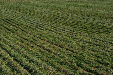 Fototapeta na wymiar rows of green crops