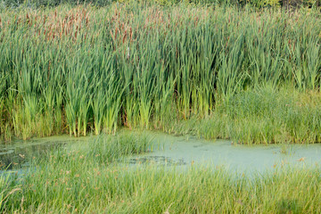 Reed leaves (Phragmites australis) -