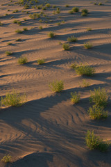 desert plants at sunrise