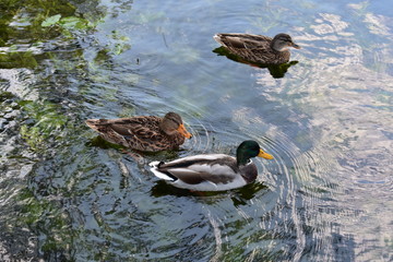 Enten