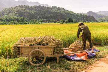 Obraz premium Man working in the rice fields near Lac Village, Mai Chau valley, Vietnam. Beautiful fall afternoon during harvest time, wooden cart in the foreground.