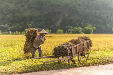 Woman working in the rice fields near Lac Village, Mai Chau valley, Vietnam. Beautiful fall afternoon during harvest time, wooden cart in the foreground.