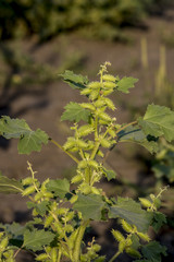 Cocklebur (Xanthium strumarium)
