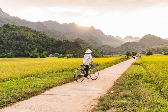 Woman in a rice hat riding a bicycle in a ricefield near Lac Village, Mai Chau valley, Vietnam. Beautiful fall sunset during harvest time.
