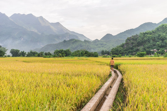 Local woman walking in the rice fields near Lac Village, Mai Chau valley, Vietnam. Beautiful fall afternoon during harvest time. Cultivated cereal grain growing in flooded fields.