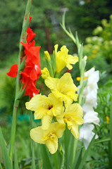 Gladiolus in the garden. Yellow, red and white of gladiolus flowers.