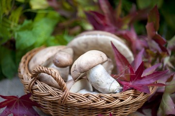 Basket with wild forest mushrooms 