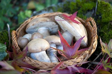 Basket with wild forest mushrooms 