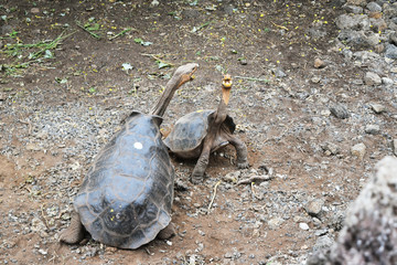Galapagos Turtle