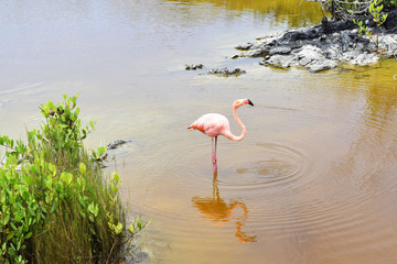 Flamingo on the water