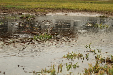 Rain on the grass