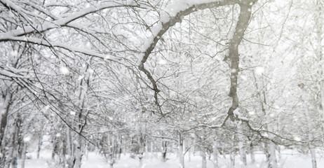 Fototapeta premium Winter park under the snow. A snowstorm in the city park. Park f