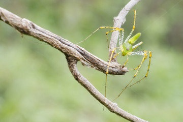 Araña Lince sobre tronco
