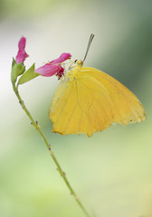 Mariposa Amarilla antes maerula