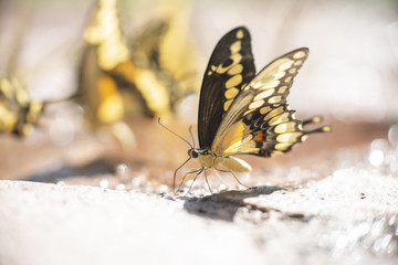 Mariposa Corola Pilumnus comiendo sobre fango