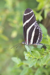 Mariposa Alalarga Zebra nymphalidae