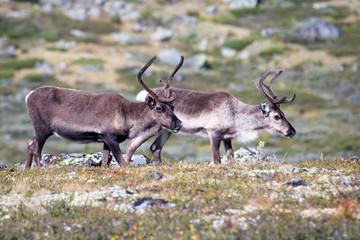 reindeer grazing in nature