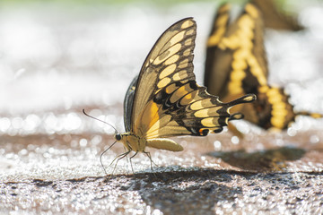 Mariposa Corola Pilumnus comiendo sobre fango