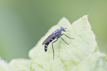 Avispa negra tipo mosca
