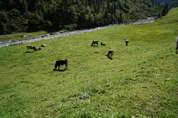 Happy cows on a high alpine pasture in autumn with a rich grass
