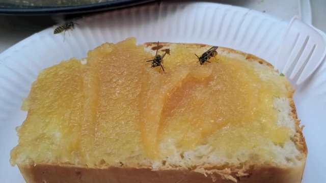 Wespen naschen von Marmeladenbrot, Wespenplage im Sommer, full HD Video Footage
