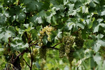 grapes for wine, agriculture
