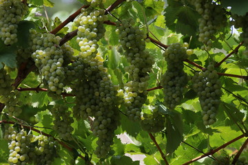 grapes for wine, agriculture