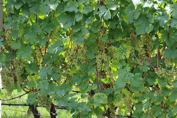 grapes for wine, agriculture