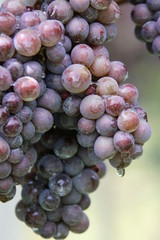 grapes, blue grapes, autumn