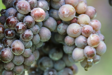 grapes, blue grapes, autumn