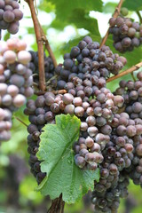 grapes, blue grapes, autumn