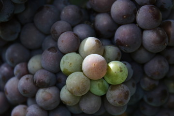 grapes, blue grapes, autumn