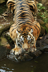 drink time © Pitokung