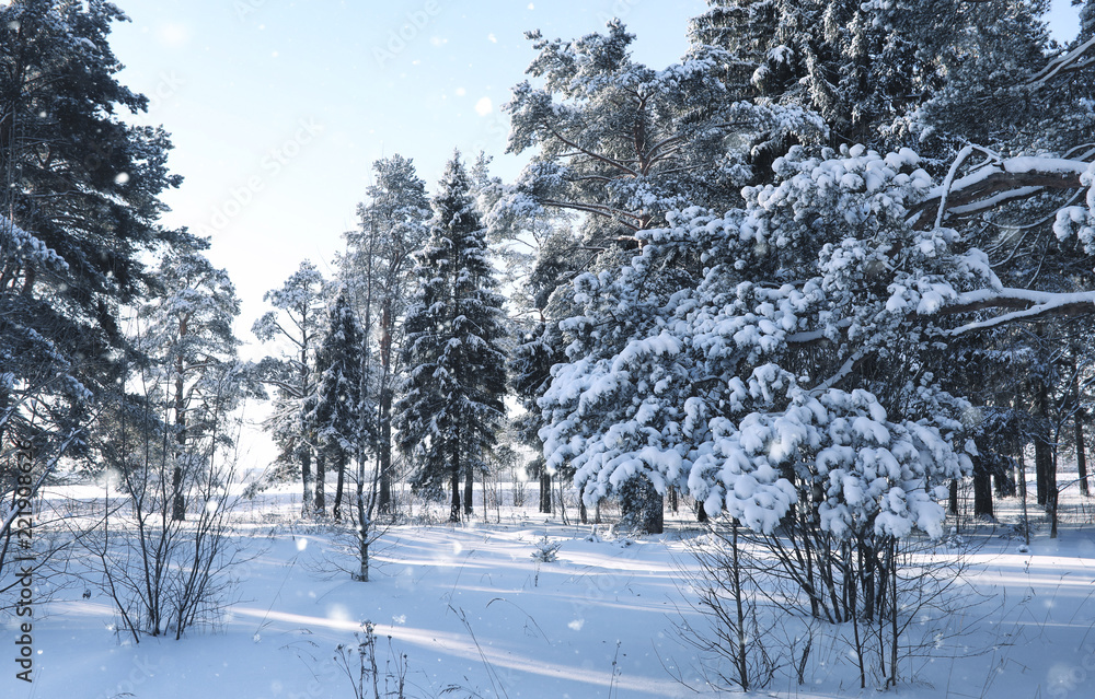 Wall mural magic pine forest in winter season in snow