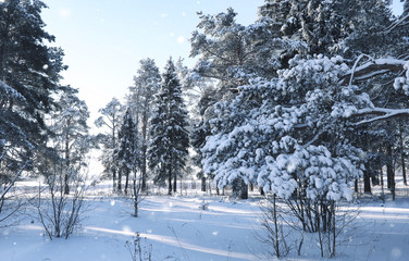 magic pine forest in winter season in snow