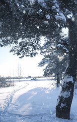 magic pine forest in winter season in snow