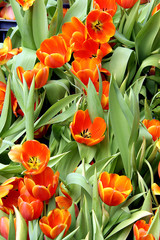 Orange Tulips field in nursery garden