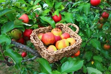 Äpfel in einem Körbchen auf dem Apfelbaum