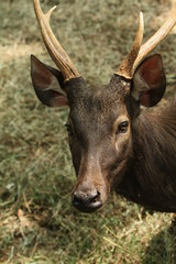 Fototapeta premium bawean deer