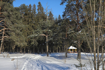 Winter forest covered with snow