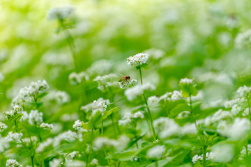 そばの花　信州夏の風物詩