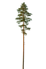 Tall pine tree isolated on a white background © serjiob74