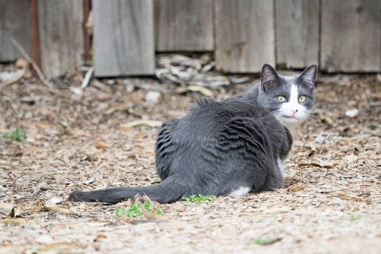 Gray cat sitting on sawdust in garden