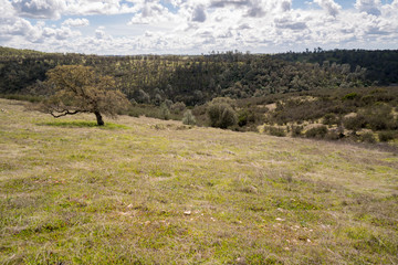 Hills covered with grass and trees