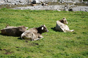 Happy cows on a high alpine pasture in autumn with a rich grass
