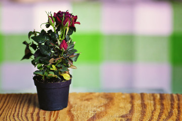 rose fresh pot macro