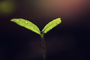 box with small sprout from seeds 