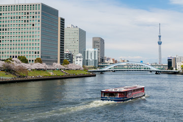 桜咲く隅田川