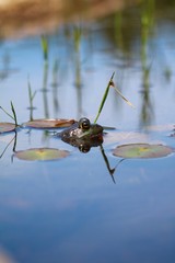 Reflecting Frog