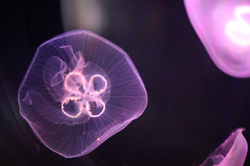 Multicolored jellyfish swim under water